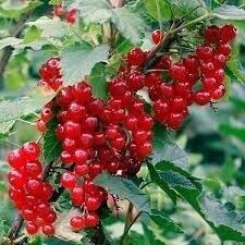 Currant &#39;Red Lake&#39; 1 gal