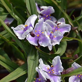 Spiderwort Tradescantia &#39;Bilberry Ice&#39; 1 GAL
