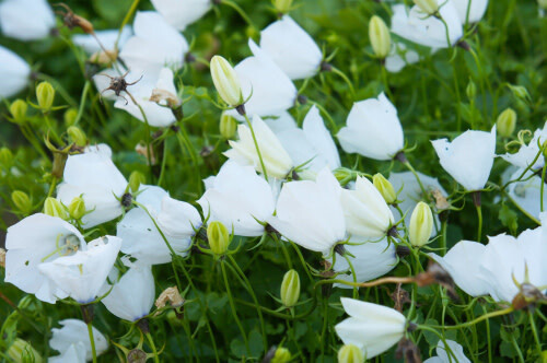 Bell Flower &#39;Pearl White&#39;  - 1 GAL
