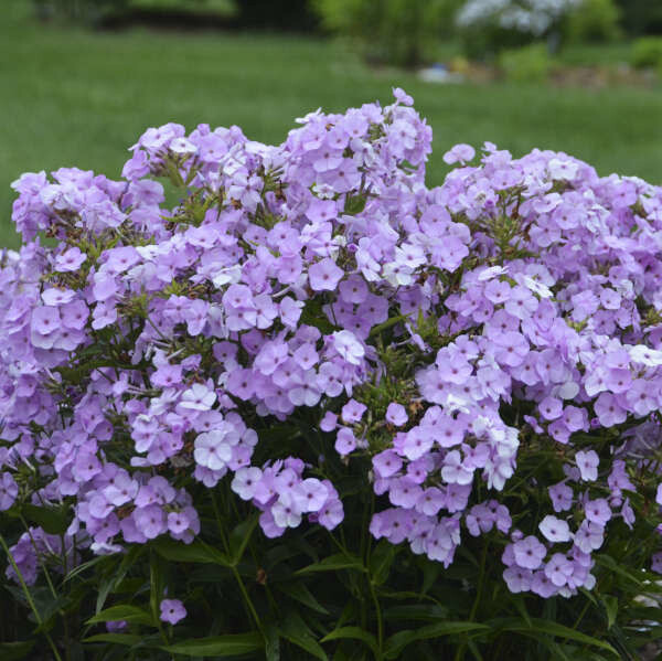Garden Phlox &#39;Opening Act Blush&#39; - 2 gal