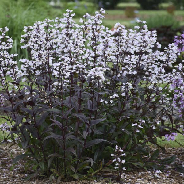 Penstemon 'Onyx and Pearls' 1 gal