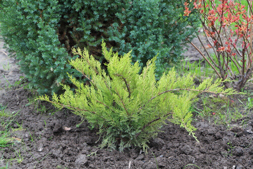 Juniper 'Mint Julep' 3 gal