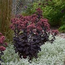Stonecrop - Sedum 'Night Embers' 1 gal