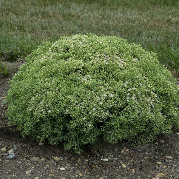 Stonecrop - Sedum &#39;Bundle of Joy&#39; - 2 gal