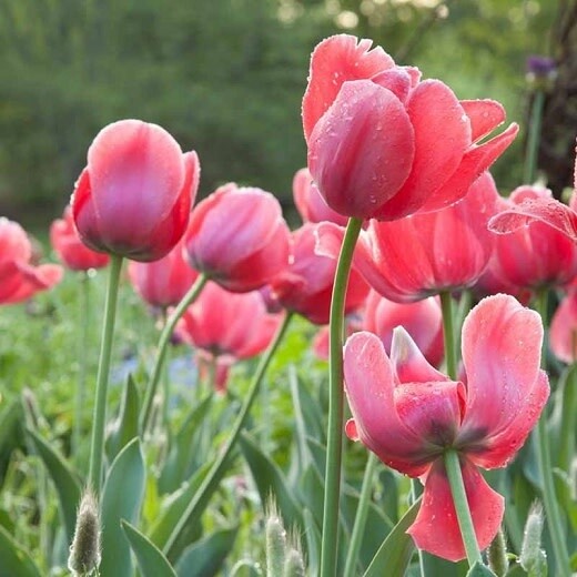 Tulip (bulb pkg) Landscape Pink 12+ (20/pkg)