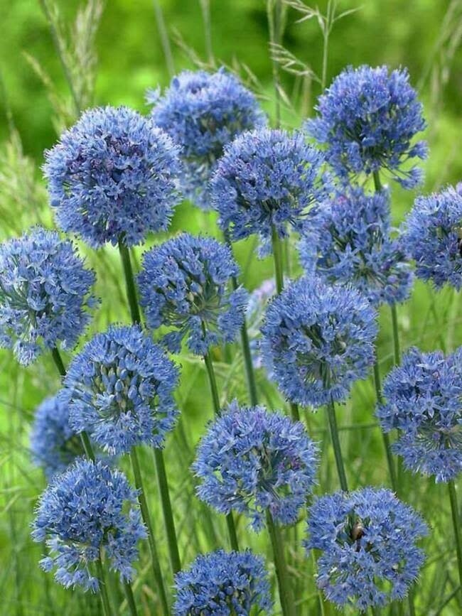 Allium  (bulb pkg) Azureum 4+ (10/pkg)