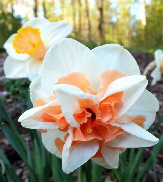 Narcissi (bulb pkg)  Delnashaugh 12+ (5/pkg)