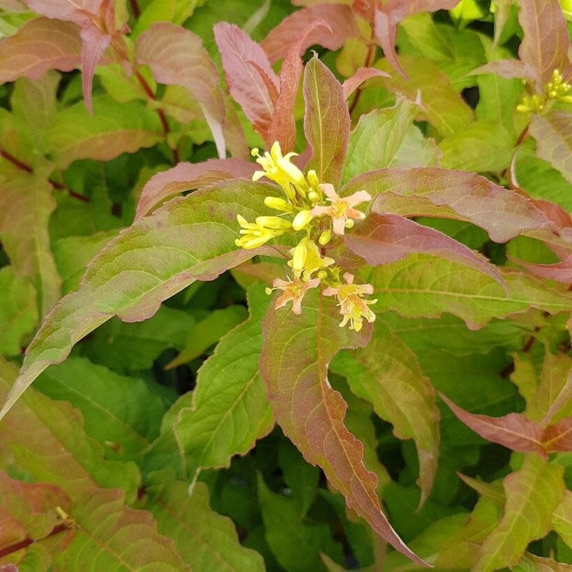 Diervilla &#39;Kodiak Orange&#39; Honeysuckle 2 gal PW