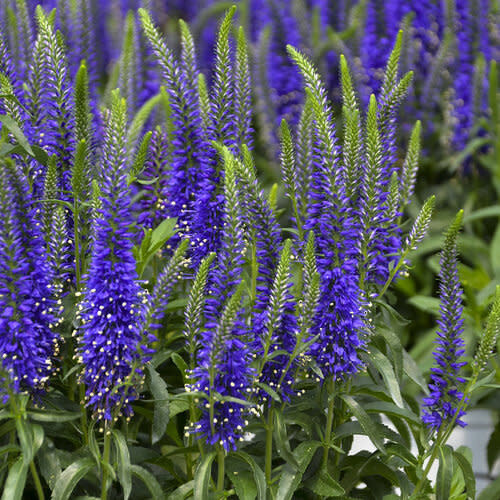 Veronica &#39;Wizard of Ahhs&#39; Speedwell 1 gal PW