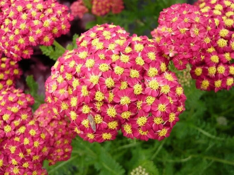 Yarrow &#39;Desert Eve Red&#39; 1 GAL