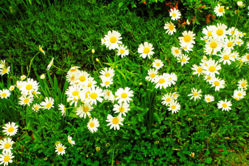 Shasta Daisy &#39;Leucanthemum Becky&#39; 2 gal