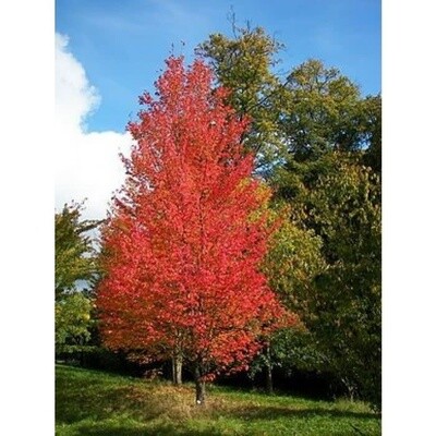 Red Maple &#39;Armstrong&#39; - 7&#39; Potted