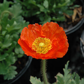 Poppy 'Spring Fever Orange' 1 qt