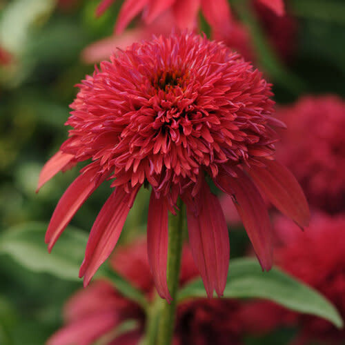 Cone Flower 'Echinacea Double Scoop Cranberry' 1 gal