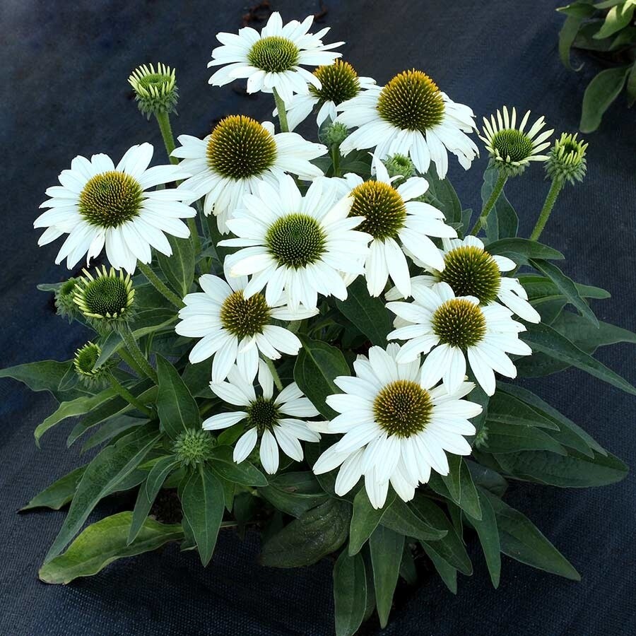 Cone Flower &#39;Echinacea Kismet White&#39; - 1 gal