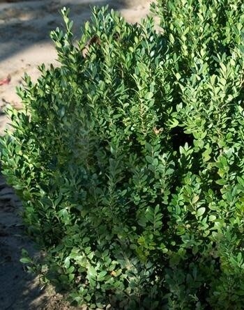 Boxwood &#39;Green Mountain&#39; 50cm 5 gal