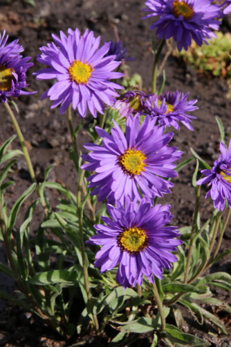 Aster 'Alpinus Mix' 4"