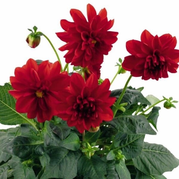 10&quot; Patio Pot Dahlia Assorted