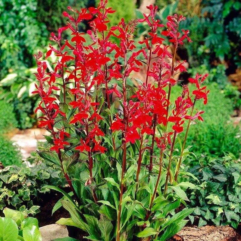 Cardinal Flower 'Lobelia Cardinalis' - 1 gal