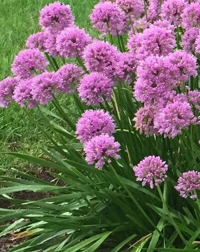 Allium 'Millenium' 2 gal