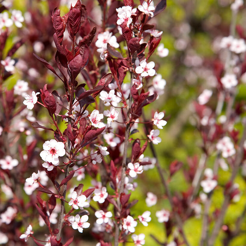 Prunus cistena 'Purple Leaf Sand Cherry' 2 gal