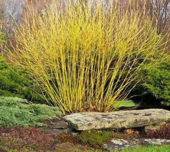 Dogwood &#39;Golden/Yellow Twig&#39; - 2 gal