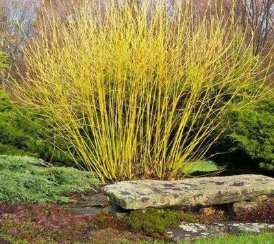 Dogwood &#39;Golden/Yellow Twig&#39; - 2 gal