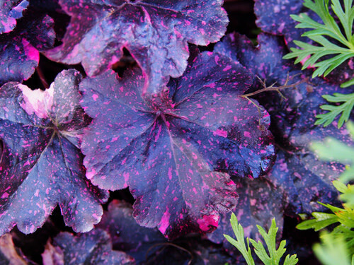 Coral Bells &#39;Heuchera Midnight Rose&#39; - 1 gal