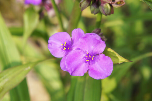Spiderwort Tradescantia 'Concord Grape' 1 gal