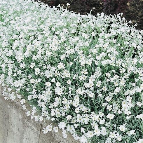 Snow in Summer - Cerastium Tomentosum - 1 gal