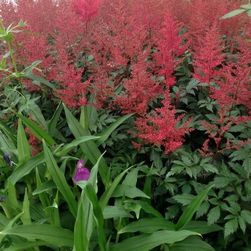 Astilbe 'Montgomery' 1 gal