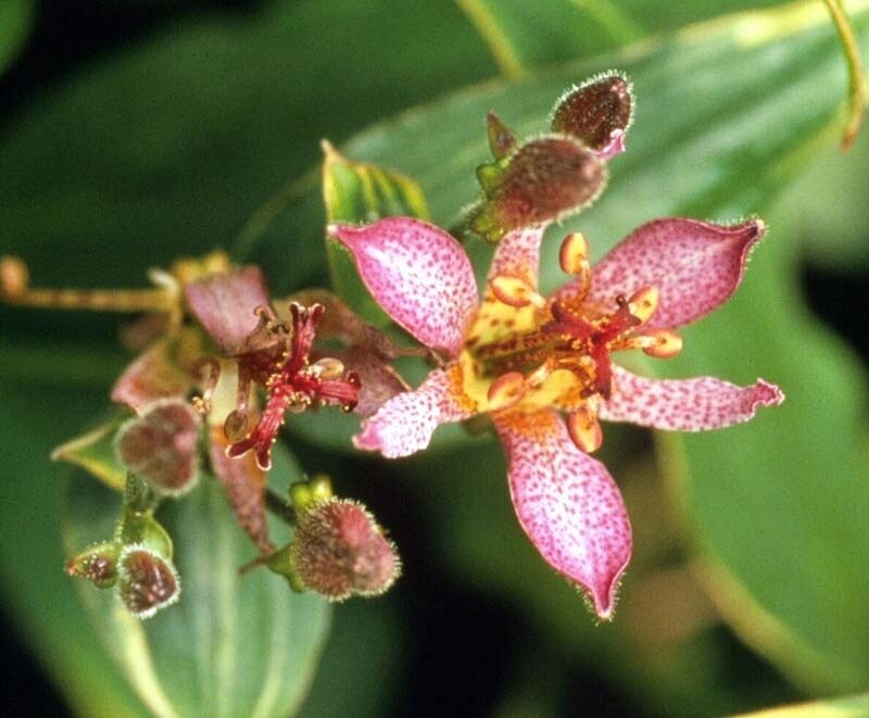 Tricyrtis Samurai &#39;Toad Lily&#39; 1 gal