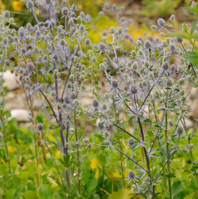 Sea Holly &#39;Eryngium Blue Glitter&#39; - 1 Gal