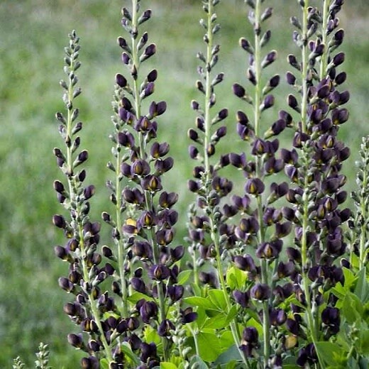 False Indigo &#39;Baptisia Dark Chocolate&#39; - 2 gal