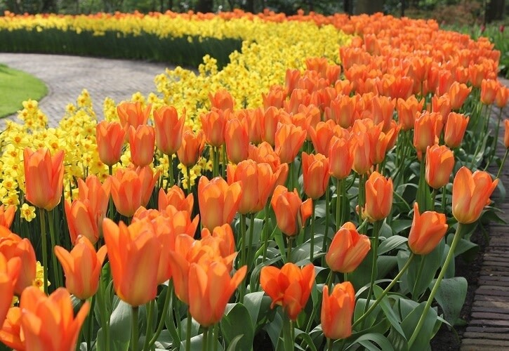 Tulip (bulb pkg) Landscape Orange 12+ (20/pkg)