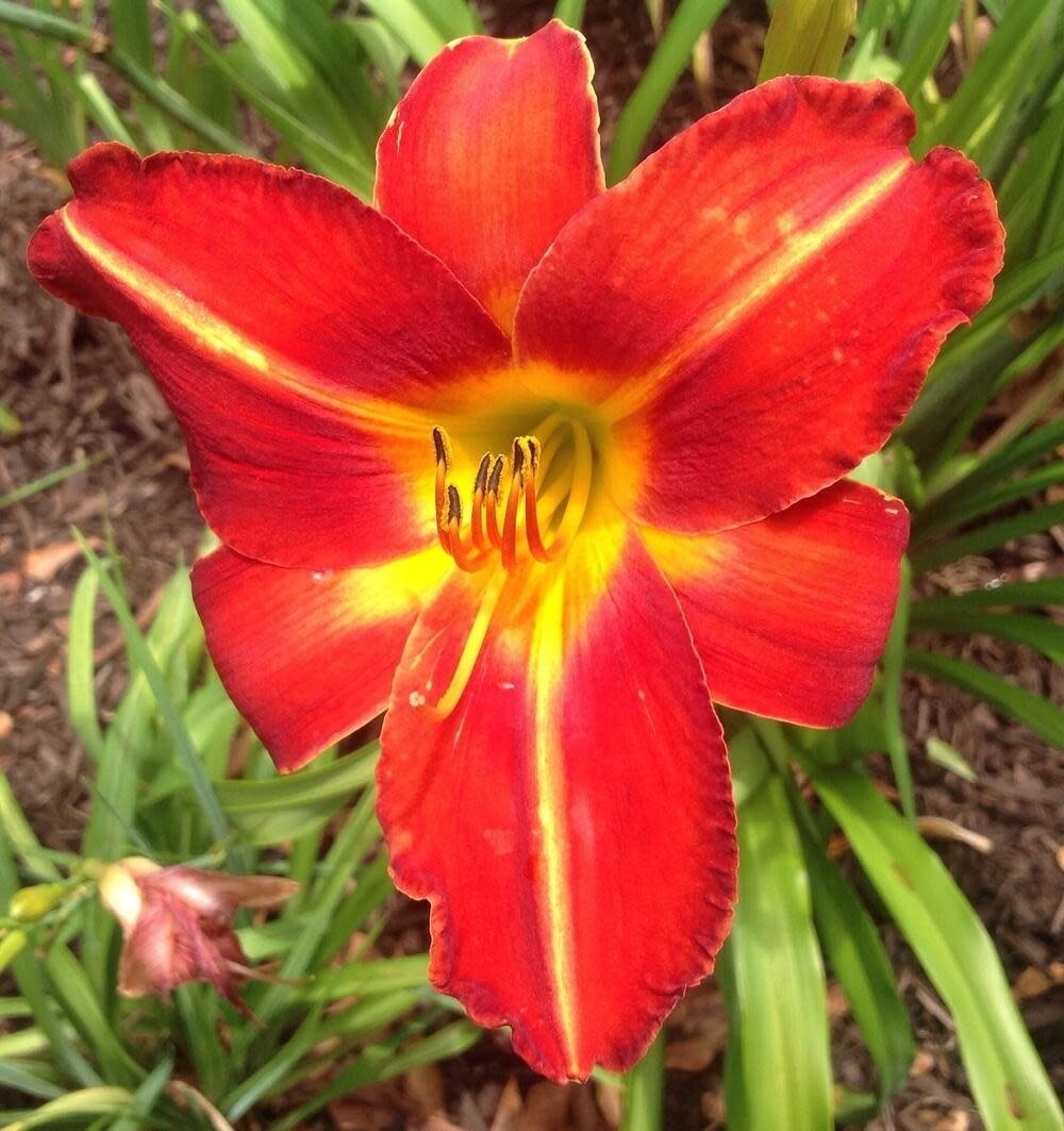 Daylily - Hemerocallis &#39;Chicago Fire&#39; 1 gal