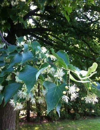Linden 'Greenspire' 8' Potted