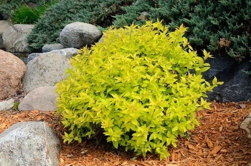 Spirea &#39;Goldmound&#39; 5 gal