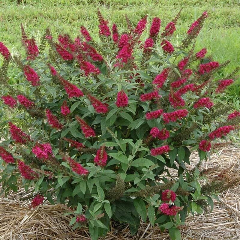 Butterfly Bush &#39;Miss Molly&#39; 2 gal PW