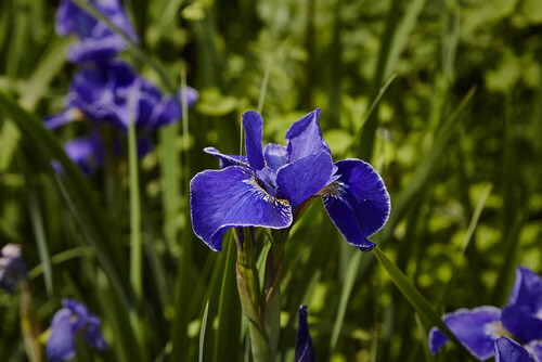 Iris Siberian &#39;Silver Edge&#39; - 1 gal