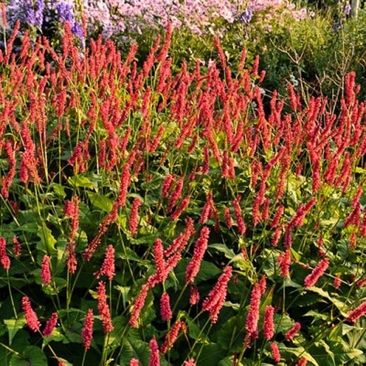 Mountain Fleeceflower &#39;Firetail&#39; - 1 gal