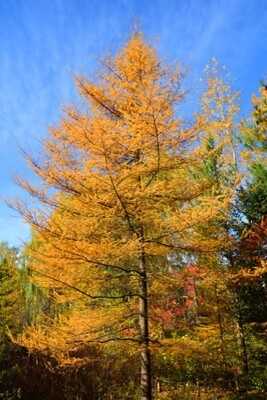 Eastern Larch (Tamarack) - 3&#39; Potted