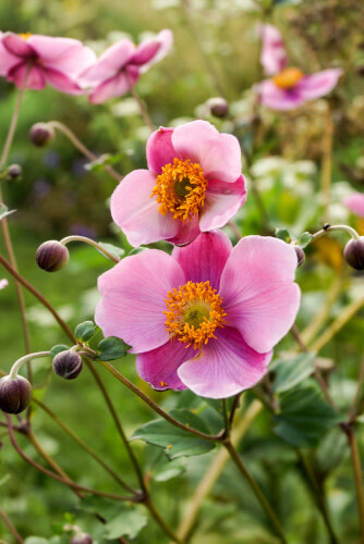 Japanese Anemone &#39;September Charm&#39; - 1 gal