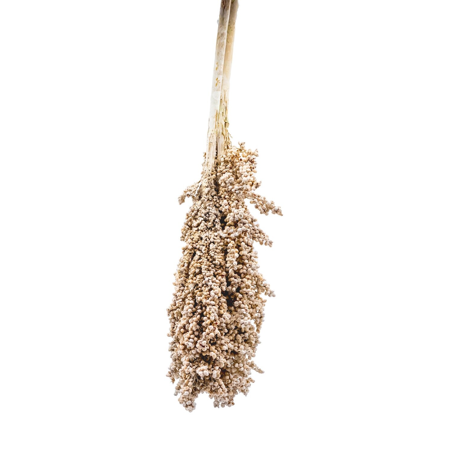 Milo Berries - White Wash- Bundle