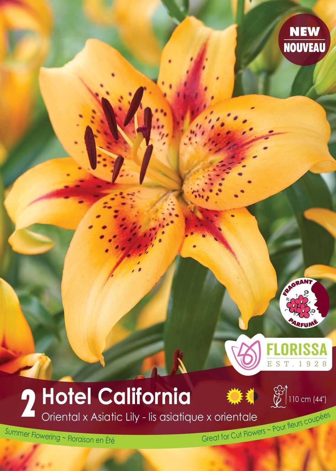 Novelty Lily (bulb pkg) Hotel California (2/pkg)