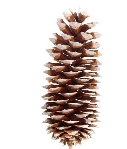 Pick: Sugar Pine Cone White Tip (1 Stem)