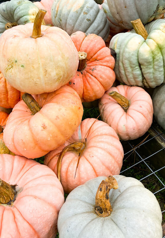 Fall Pumpkins - Pink/Green