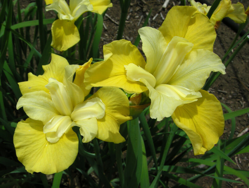 Iris Siberian &#39;Sunfisher&#39; 1 gal