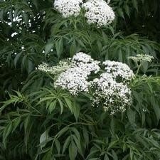 Elderberry &#39;American&#39; 2 gal