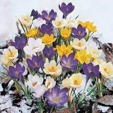 Crocus (bulb pkg) Snow Crocus Species Mix (60/pkg)